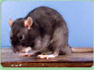 rat control Hitchin